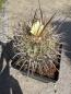 Preview: Stenocactus phyllacanthus